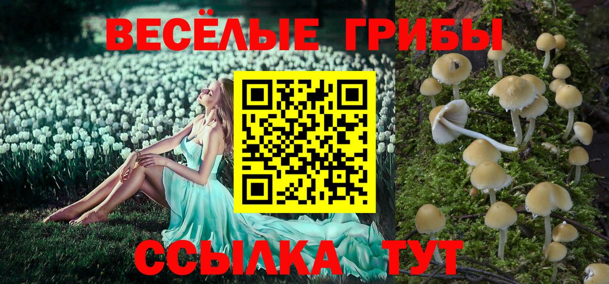 Галлюциногенные грибы Psilocybe Лесозаводск